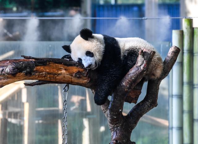 (260723) -- CHONGQING, July 23, 2026 (Xinhua) -- A giant panda stays beside a misting system at the Chongqing Zoo in southwest China's Chongqing Municipality, July 23, 2026. The zoo has taken various measures to cool the animals off and to keep them comfortable during the summer heat here. (Xinhua/Tang Yi)