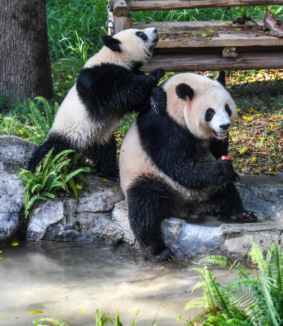 (260723) -- CHONGQING, July 23, 2026 (Xinhua) -- Giant pandas cool off by a pool at the Chongqing Zoo in southwest China's Chongqing Municipality, July 23, 2026. The zoo has taken various measures to cool the animals off and to keep them comfortable during the summer heat here. (Xinhua/Tang Yi)