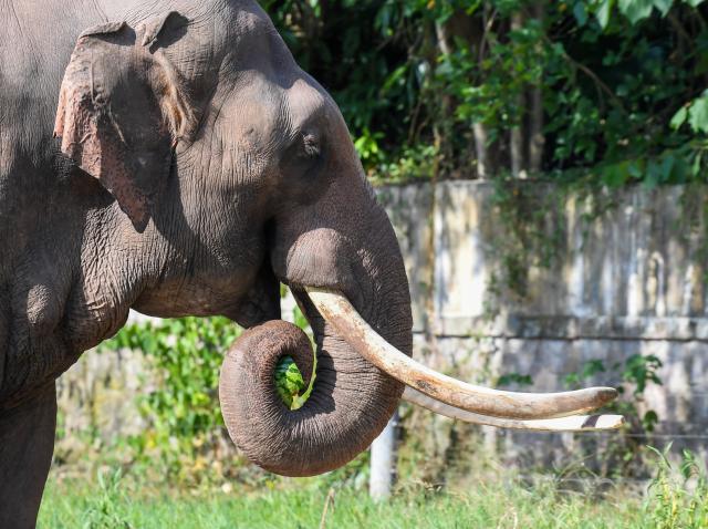 (260723) -- CHONGQING, July 23, 2026 (Xinhua) -- An elephant enjoys watermelon at the Chongqing Zoo in southwest China's Chongqing Municipality, July 23, 2026. The zoo has taken various measures to cool the animals off and to keep them comfortable during the summer heat here. (Xinhua/Tang Yi)