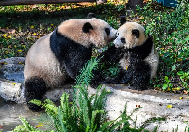 (260723) -- CHONGQING, July 23, 2026 (Xinhua) -- Giant pandas cool off by a pool at the Chongqing Zoo in southwest China's Chongqing Municipality, July 23, 2026. The zoo has taken various measures to cool the animals off and to keep them comfortable during the summer heat here. (Xinhua/Tang Yi)