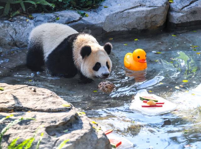 (260723) -- CHONGQING, July 23, 2026 (Xinhua) -- A giant panda cools off in a pool at the Chongqing Zoo in southwest China's Chongqing Municipality, July 23, 2026. The zoo has taken various measures to cool the animals off and to keep them comfortable during the summer heat here. (Xinhua/Tang Yi)
