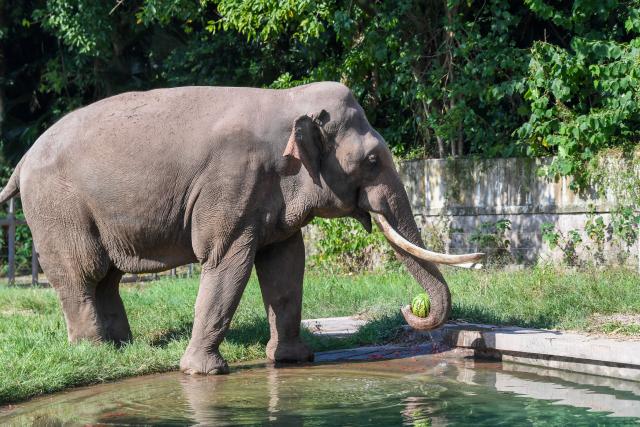 (260723) -- CHONGQING, July 23, 2026 (Xinhua) -- An elephant enjoys watermelon at the Chongqing Zoo in southwest China's Chongqing Municipality, July 23, 2026. The zoo has taken various measures to cool the animals off and to keep them comfortable during the summer heat here. (Xinhua/Tang Yi)