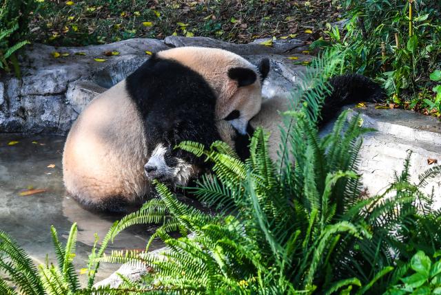 (260723) -- CHONGQING, July 23, 2026 (Xinhua) -- Giant pandas cool off in a pool at the Chongqing Zoo in southwest China's Chongqing Municipality, July 23, 2026. The zoo has taken various measures to cool the animals off and to keep them comfortable during the summer heat here. (Xinhua/Tang Yi)