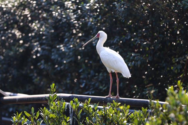 (260723) -- JOHANNESBURG, July 23, 2026 (Xinhua) -- An African spoonbill is seen at the Montecasino Bird Gardens in Johannesburg, South Africa, July 22, 2026. (Xinhua/Chen Wei)