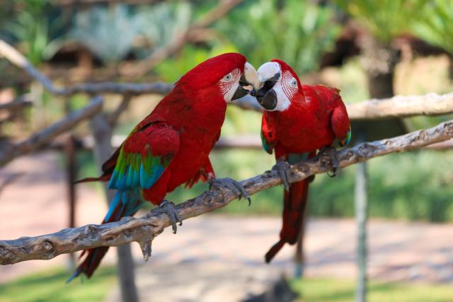 (260723) -- JOHANNESBURG, July 23, 2026 (Xinhua) -- Macaws are seen at the Montecasino Bird Gardens in Johannesburg, South Africa, July 22, 2026. (Xinhua/Chen Wei)