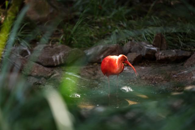 (260723) -- JOHANNESBURG, July 23, 2026 (Xinhua) -- A scarlet ibis is seen at the Montecasino Bird Gardens in Johannesburg, South Africa, July 22, 2026. (Xinhua/Chen Wei)