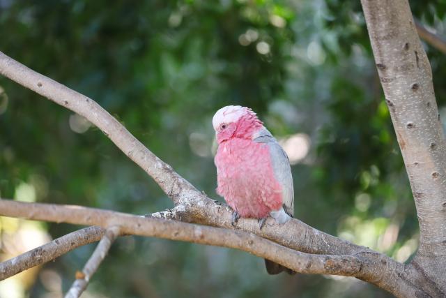 (260723) -- JOHANNESBURG, July 23, 2026 (Xinhua) -- A galah is seen at the Montecasino Bird Gardens in Johannesburg, South Africa, July 22, 2026. (Xinhua/Chen Wei)