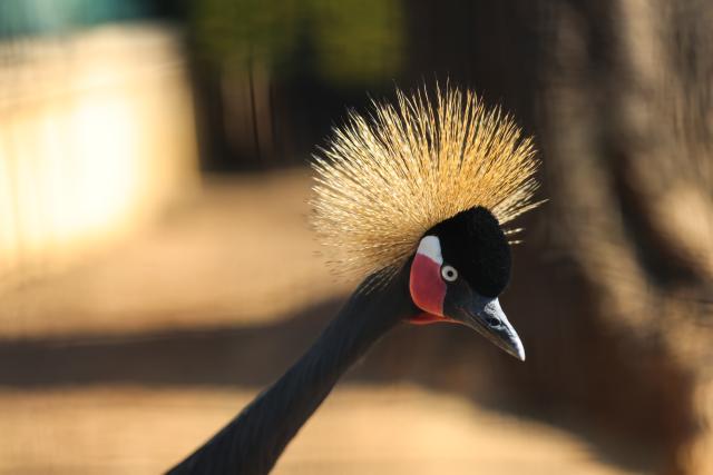 (260723) -- JOHANNESBURG, July 23, 2026 (Xinhua) -- A grey crowned crane is seen at the Montecasino Bird Gardens in Johannesburg, South Africa, July 22, 2026. (Xinhua/Chen Wei)