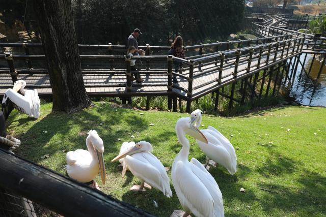 (260723) -- JOHANNESBURG, July 23, 2026 (Xinhua) -- Pelicans are seen at the Montecasino Bird Gardens in Johannesburg, South Africa, July 22, 2026. (Xinhua/Chen Wei)