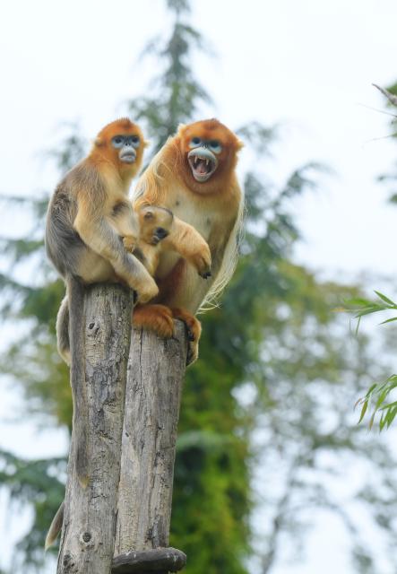 (260723) -- BRUGELETTE, July 23, 2026 (Xinhua) -- This photo shows two Chinese golden snub-nosed monkeys and a baby monkey at the Pairi Daiza zoo in Brugelette, Belgium, on July 23, 2026. The Pairi Daiza zoo on Thursday revealed the names of two baby Chinese golden snub-nosed monkeys born here during a 100-day ceremony held for them. The two baby golden monkeys were named Zhen Zhen and Xi Le. 
   In May 2025, three rare Chinese golden snub-nosed monkeys arrived at the zoo under a 10-year lease agreement. The trio of Qinling golden monkeys were airlifted from northwest China's Shaanxi Province as part of a scientific cooperation pact between China Wildlife Conservation Association (CWCA) and the zoo. (Xinhua/Weng Xinyang)