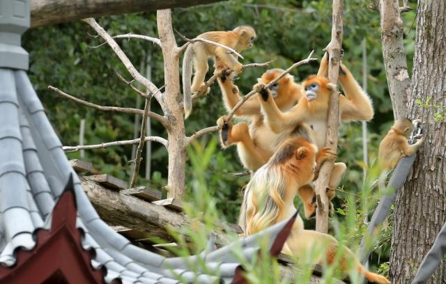 (260723) -- BRUGELETTE, July 23, 2026 (Xinhua) -- This photo shows three Chinese golden snub-nosed monkeys and two baby monkeys at the Pairi Daiza zoo in Brugelette, Belgium, on July 23, 2026. The Pairi Daiza zoo on Thursday revealed the names of two baby Chinese golden snub-nosed monkeys born here during a 100-day ceremony held for them. The two baby golden monkeys were named Zhen Zhen and Xi Le. 
   In May 2025, three rare Chinese golden snub-nosed monkeys arrived at the zoo under a 10-year lease agreement. The trio of Qinling golden monkeys were airlifted from northwest China's Shaanxi Province as part of a scientific cooperation pact between China Wildlife Conservation Association (CWCA) and the zoo. (Xinhua/Weng Xinyang)