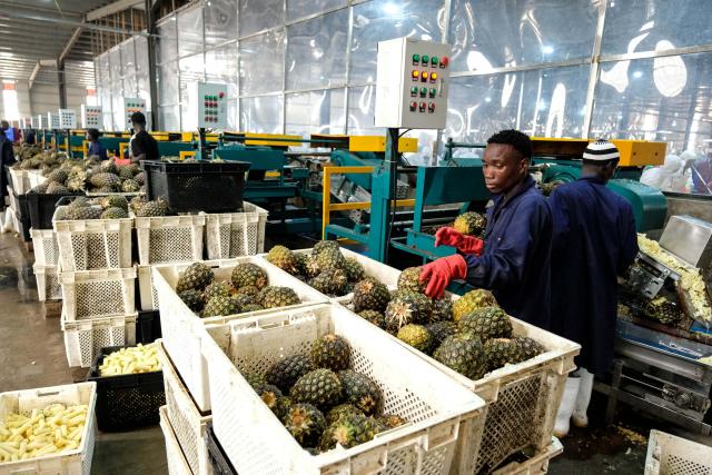 (260723) -- LUWERO, July 23, 2026 (Xinhua) -- Photo taken on July 23, 2026 shows a pineapple processing plant at the China-Uganda Agricultural Cooperation Industrial Park in Luwero District, Uganda. Ugandan Vice President Jessica Alupo on Thursday hailed the China-Uganda Agricultural Cooperation Industrial Park as a key driver of the country's agricultural transformation through agro-processing.
TO GO WITH "Uganda VP hails China-backed agro-industrial park for boosting agricultural transformation" (Photo by Hajarah Nalwadda/Xinhua)