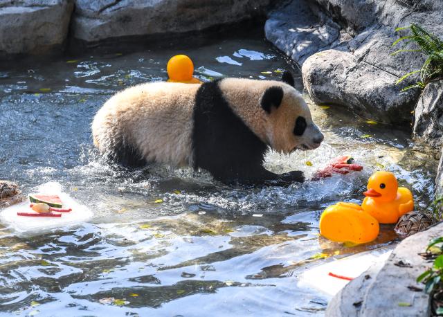 (260724) -- BEIJING, July 24, 2026 (Xinhua) -- A giant panda cools off in a pool of water at the Chongqing Zoo in southwest China's Chongqing Municipality, July 23, 2026. The zoo has taken various measures to cool the animals off and to keep them comfortable during the summer heat here. (Xinhua/Tang Yi)