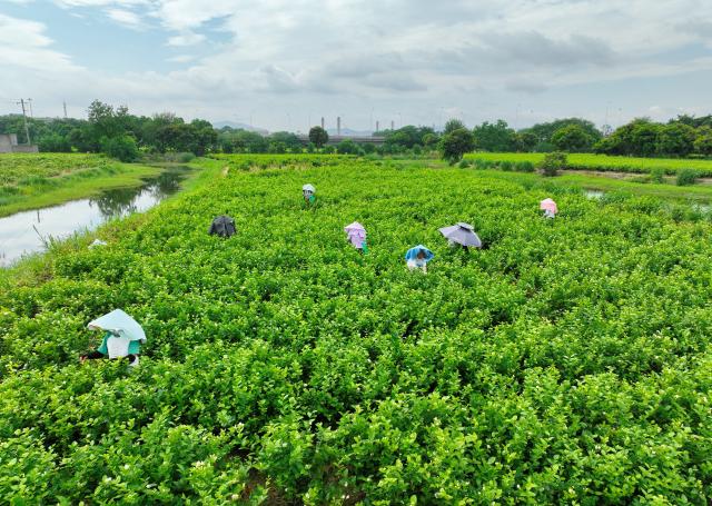 (260724) -- BEIJING, July 24, 2026 (Xinhua) -- A drone photo shows farmers picking jasmines at a jasmine plantation at Pukou Village in Cangshan District of Fuzhou, southeast China's Fujian Province, on July 21, 2026. Fuzhou's traditional jasmine tea scenting craftsmanship, a national intangible cultural heritage, is driving the city's cultural tourism development. 
   Leveraging its century-old jasmine tea industrial heritage, the city has restored historic tea plantations and scenting workshops while developing tea-themed industrial, educational and cultural attractions. In recent years, the renowned jasmine tea heritage has been transformed into a vibrant driver of the city's cultural tourism growth. (Xinhua/Lin Shanchuan)