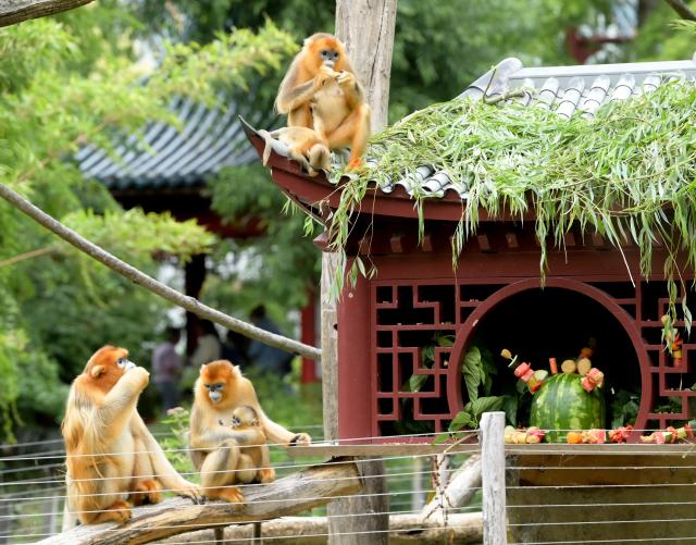 (260724) -- BEIJING, July 24, 2026 (Xinhua) -- Three Chinese golden snub-nosed monkeys and baby golden monkeys enjoy food during a 100-day ceremony for the two babies at the Pairi Daiza zoo in Brugelette, Belgium, on July 23, 2026. The Pairi Daiza zoo on Thursday revealed the names of two baby Chinese golden snub-nosed monkeys born here during a 100-day ceremony held for them. The two baby golden monkeys were named Zhen Zhen and Xi Le. 
   In May 2025, three rare Chinese golden snub-nosed monkeys arrived at the zoo under a 10-year lease agreement. The trio of Qinling golden monkeys were airlifted from northwest China's Shaanxi Province as part of a scientific cooperation pact between China Wildlife Conservation Association (CWCA) and the zoo. (Xinhua/Weng Xinyang)