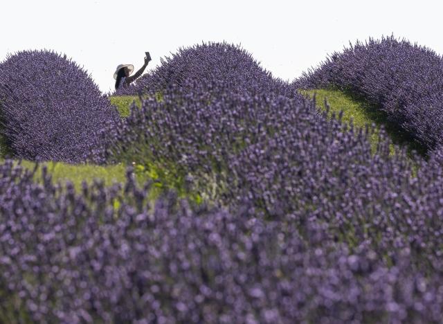 (260724) -- CAMBRIDGE, July 24, 2026 (Xinhua) -- A woman takes a selfie among lavender blossoms in a lavender field in Cambridge, Ontario, Canada, on July 23, 2026. (Photo by Zou Zheng/Xinhua)