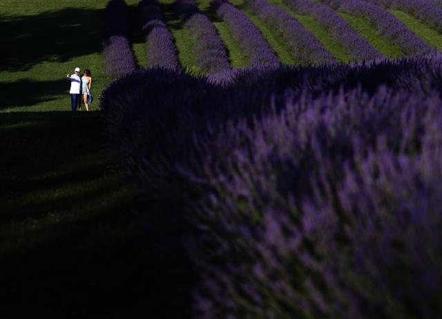 (260724) -- CAMBRIDGE, July 24, 2026 (Xinhua) -- People take a selfie among lavender blossoms in a lavender field in Cambridge, Ontario, Canada, on July 23, 2026. (Photo by Zou Zheng/Xinhua)
