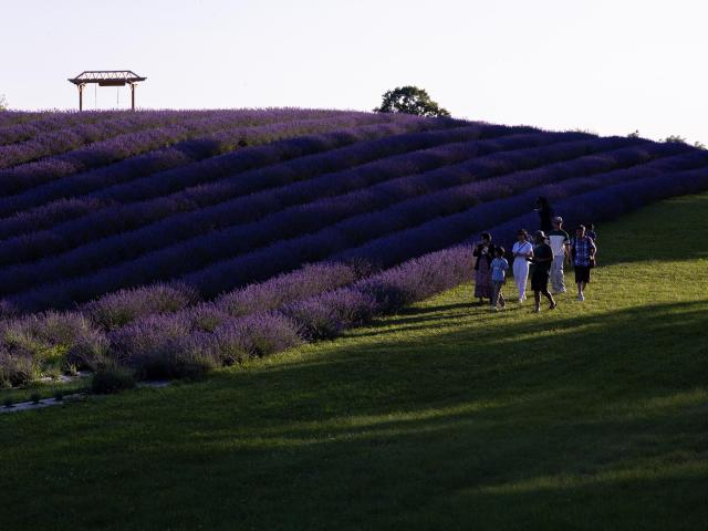 (260724) -- CAMBRIDGE, July 24, 2026 (Xinhua) -- People visit a lavender field in Cambridge, Ontario, Canada, on July 23, 2026. (Photo by Zou Zheng/Xinhua)