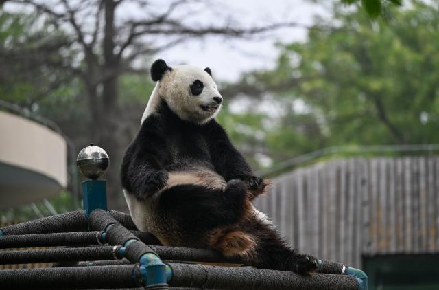 (260724) -- TIANJIN, July 24, 2026 (Xinhua) -- This photo taken on July 24, 2026 shows giant panda Xi Le at Tianjin Zoo in north China's Tianjin. The Tianjin Zoo celebrated Xi Le's 13th birthday on Friday. Xi Le was born in 2013 in Ya'an City, southwest China's Sichuan Province, and transferred to the Tianjin Zoo in 2015. (Xinhua/Sun Fanyue)