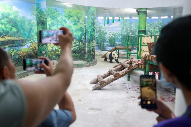 (260724) -- TIANJIN, July 24, 2026 (Xinhua) -- People take photos of giant panda Xi Le at Tianjin Zoo in north China's Tianjin, on July 24, 2026. The Tianjin Zoo celebrated Xi Le's 13th birthday on Friday. Xi Le was born in 2013 in Ya'an City, southwest China's Sichuan Province, and transferred to the Tianjin Zoo in 2015. (Xinhua/Sun Fanyue)
