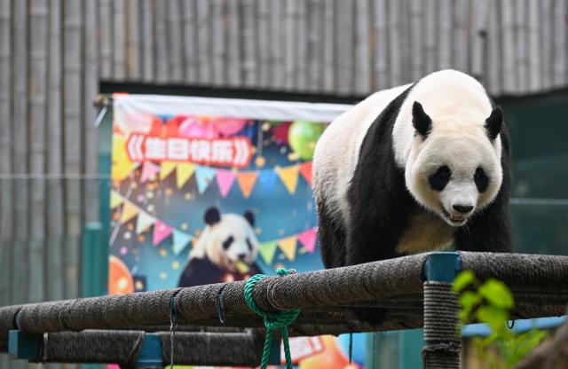 (260724) -- TIANJIN, July 24, 2026 (Xinhua) -- This photo taken on July 24, 2026 shows giant panda Xi Le at Tianjin Zoo in north China's Tianjin. The Tianjin Zoo celebrated Xi Le's 13th birthday on Friday. Xi Le was born in 2013 in Ya'an City, southwest China's Sichuan Province, and transferred to the Tianjin Zoo in 2015. (Xinhua/Sun Fanyue)