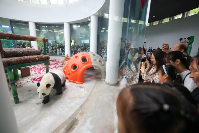 (260724) -- TIANJIN, July 24, 2026 (Xinhua) -- People take photos of giant panda Xi Le at Tianjin Zoo in north China's Tianjin, on July 24, 2026. The Tianjin Zoo celebrated Xi Le's 13th birthday on Friday. Xi Le was born in 2013 in Ya'an City, southwest China's Sichuan Province, and transferred to the Tianjin Zoo in 2015. (Xinhua/Sun Fanyue)