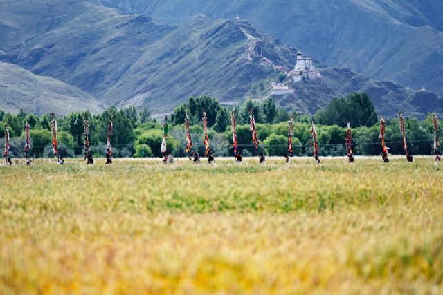 (260724) -- SHANNAN, July 24, 2026 (Xinhua) -- Farmers dressed in traditional attire parade around a farmland during the Ongkor Festival at Tashi Chodan Community in Shannan, southwest China's Xizang Autonomous Region, July 24, 2026. The Tashi Chodan Community in Shannan celebrated the annual Ongkor Festival, a national intangible cultural heritage, on Friday. Local people paraded around the farmland to pray for a bumper harvest during the festival, whose specific date varies according to the ripening time of crops in different regions. (Xinhua/Tenzin Nyida)