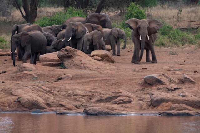 (260725) -- BEIJING, July 25, 2026 (Xinhua) -- African elephants are seen at Tsavo West National Park in Taita-Taveta County, Kenya, July 23, 2026. (Xinhua/Xie Jianfei)
