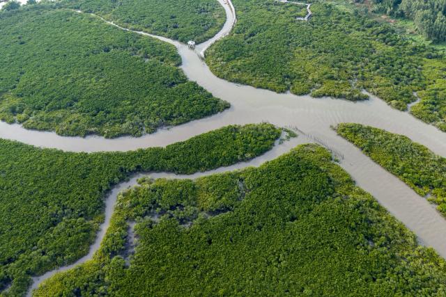 (260725) -- BEIHAI, July 25, 2026 (Xinhua) -- An aerial drone photo taken on July 24, 2026 shows a view of the Shankou Mangrove Nature Reserve in Hepu County of Beihai City, south China's Guangxi Zhuang Autonomous Region. Established in 1990, the Shankou Mangrove Nature Reserve is designated to protect the natural mangrove ecosystem, serving as one of the country's major mangrove germplasm bases and gene banks. (Xinhua/Wang Liang)