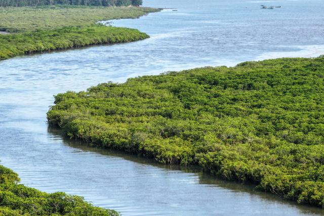 (260725) -- BEIHAI, July 25, 2026 (Xinhua) -- A drone photo taken on July 24, 2026 shows a view of the Shankou Mangrove Nature Reserve in Hepu County of Beihai City, south China's Guangxi Zhuang Autonomous Region. Established in 1990, the Shankou Mangrove Nature Reserve is designated to protect the natural mangrove ecosystem, serving as one of the country's major mangrove germplasm bases and gene banks. (Xinhua/Cao Yiming)