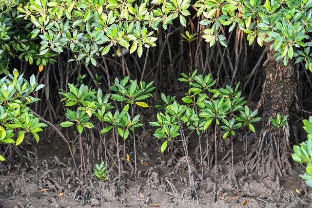 (260725) -- BEIHAI, July 25, 2026 (Xinhua) -- This photo taken on July 24, 2026 shows mangroves at the Shankou Mangrove Nature Reserve in Hepu County of Beihai City, south China's Guangxi Zhuang Autonomous Region. Established in 1990, the Shankou Mangrove Nature Reserve is designated to protect the natural mangrove ecosystem, serving as one of the country's major mangrove germplasm bases and gene banks. (Xinhua/Cao Yiming)