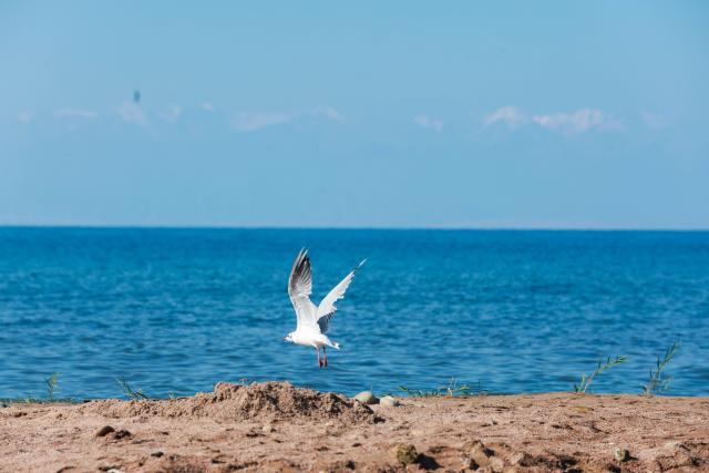 (260725) -- ISSYK-KUL LAKE, July 25, 2026 (Xinhua) -- A bird flies on the shore of Issyk-Kul Lake in Kyrgyzstan, on July 25, 2026. Issyk-Kul Lake, located in the northeastern part of Kyrgyzstan, covers an area of more than 6,000 square kilometers and ranks as the world's second-largest alpine lake. (Photo by Roman/Xinhua)