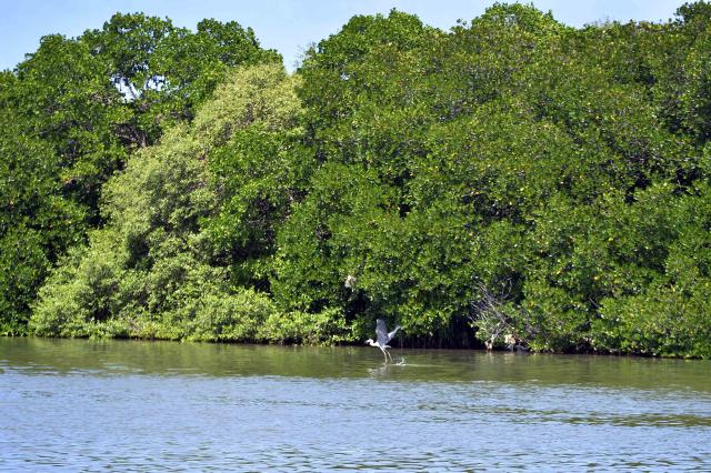 (260725) -- NEGOMBO, July 25, 2026 (Xinhua) -- This photo taken on July 24, 2026 shows a heron flying near mangroves lining the shores of the Negombo Lagoon in Negombo, Sri Lanka. July 26 marks the International Day for the Conservation of the Mangrove Ecosystem. Sri Lanka's mangroves play an important role in purifying seawater, buffering coastal storms, sequestering carbon and sustaining biodiversity. (Photo by Gayan Sameera/Xinhua)