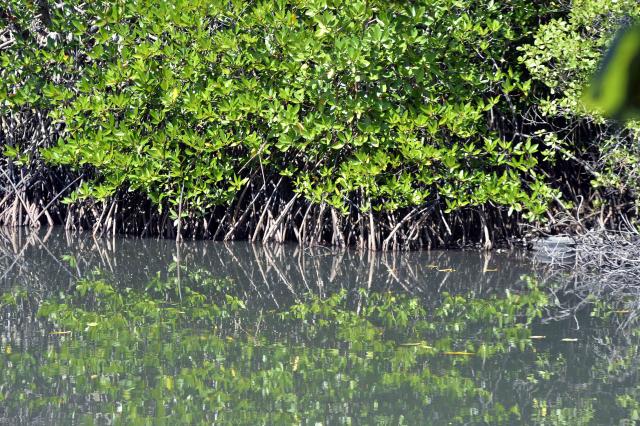 (260725) -- NEGOMBO, July 25, 2026 (Xinhua) -- This photo taken on July 24, 2026 shows mangroves lining the shores of the Negombo Lagoon in Negombo, Sri Lanka. July 26 marks the International Day for the Conservation of the Mangrove Ecosystem. Sri Lanka's mangroves play an important role in purifying seawater, buffering coastal storms, sequestering carbon and sustaining biodiversity. (Photo by Gayan Sameera/Xinhua)