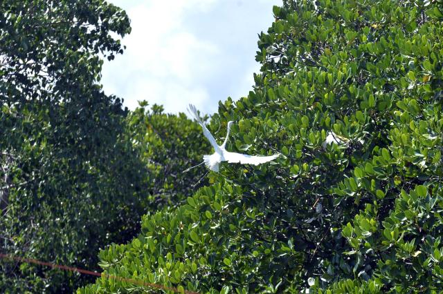 (260725) -- NEGOMBO, July 25, 2026 (Xinhua) -- This photo taken on July 24, 2026 shows herons and mangroves in the Negombo Lagoon in Negombo, Sri Lanka. July 26 marks the International Day for the Conservation of the Mangrove Ecosystem. Sri Lanka's mangroves play an important role in purifying seawater, buffering coastal storms, sequestering carbon and sustaining biodiversity. (Photo by Gayan Sameera/Xinhua)
