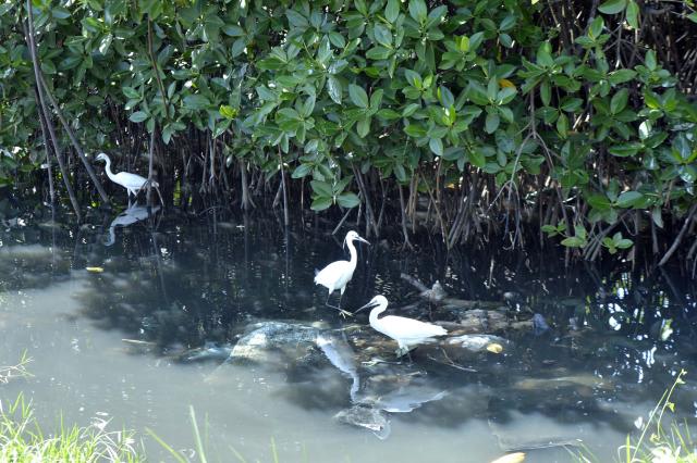 (260725) -- NEGOMBO, July 25, 2026 (Xinhua) -- This photo taken on July 24, 2026 shows herons resting under mangroves in the Negombo Lagoon in Negombo, Sri Lanka. July 26 marks the International Day for the Conservation of the Mangrove Ecosystem. Sri Lanka's mangroves play an important role in purifying seawater, buffering coastal storms, sequestering carbon and sustaining biodiversity. (Photo by Gayan Sameera/Xinhua)