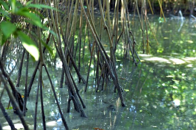 (260725) -- NEGOMBO, July 25, 2026 (Xinhua) -- This photo taken on July 24, 2026 shows mangroves lining the shores of the Negombo Lagoon in Negombo, Sri Lanka. July 26 marks the International Day for the Conservation of the Mangrove Ecosystem. Sri Lanka's mangroves play an important role in purifying seawater, buffering coastal storms, sequestering carbon and sustaining biodiversity. (Photo by Gayan Sameera/Xinhua)