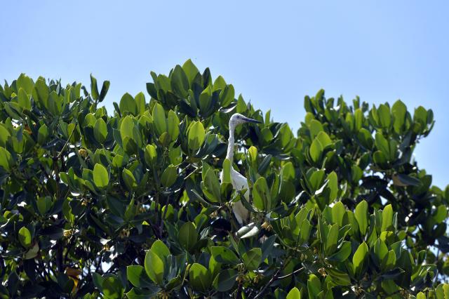 (260725) -- NEGOMBO, July 25, 2026 (Xinhua) -- This photo taken on July 24, 2026 shows a heron resting on mangroves in the Negombo Lagoon in Negombo, Sri Lanka. July 26 marks the International Day for the Conservation of the Mangrove Ecosystem. Sri Lanka's mangroves play an important role in purifying seawater, buffering coastal storms, sequestering carbon and sustaining biodiversity. (Photo by Gayan Sameera/Xinhua)