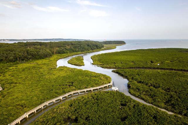 (260726) -- BEIJING, July 26, 2026 (Xinhua) -- An aerial drone photo taken on July 24, 2026 shows a view of the Shankou Mangrove Nature Reserve in Hepu County of Beihai City, south China's Guangxi Zhuang Autonomous Region. Established in 1990, the Shankou Mangrove Nature Reserve is designated to protect the natural mangrove ecosystem, serving as one of the country's major mangrove germplasm bases and gene banks. (Xinhua/Wang Liang)