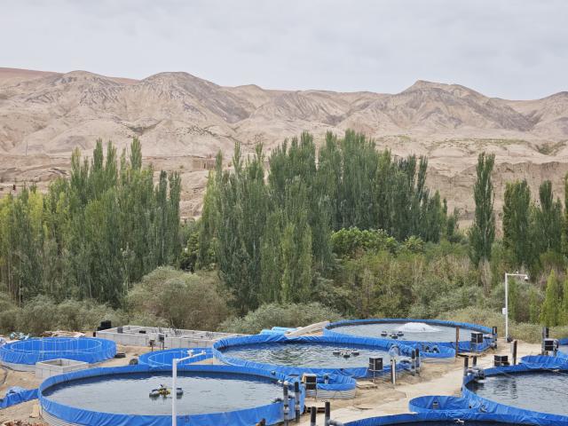 (260726) -- TURPAN, July 26, 2026 (Xinhua) -- This photo taken on Aug. 21, 2025 shows a cold-water fish breeding base in Turpan, northwest China's Xinjiang Uygur Autonomous Region. TO GO WITH "Across China: Ancient wells fuel cold-water fishery, grape farming in 'Land of Fire'" (Xinhua/Gou Lifeng)