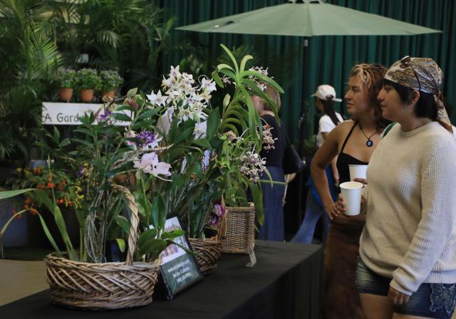 (260726) -- SAN FRANCISCO, July 26, 2026 (Xinhua) -- People look at flowers at an orchids trade fair at Golden Gate Park of San Francisco, the United States, July 25, 2026. (Photo by Liu Yilin/Xinhua)