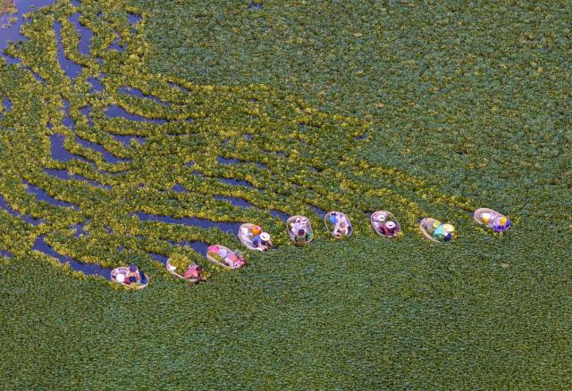(260726) -- TAIZHOU, July 26, 2026 (Xinhua) -- An aerial drone photo taken on July 26, 2026 shows villagers picking water chestnuts in Taizhou, east China's Jiangsu Province. (Photo by Tang Dehong/Xinhua)