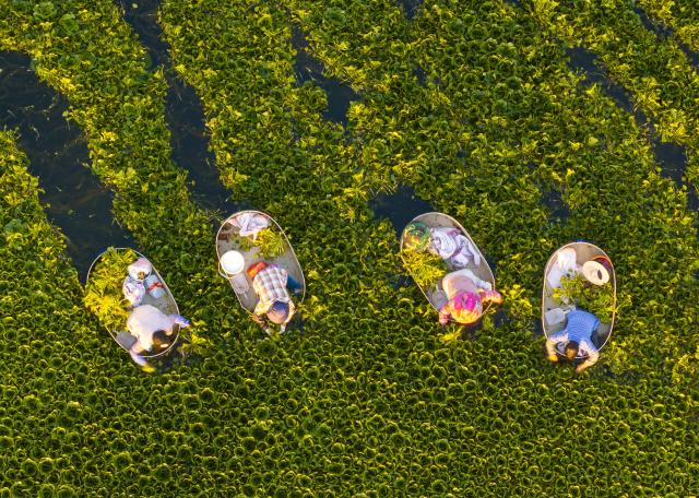 (260726) -- TAIZHOU, July 26, 2026 (Xinhua) -- An aerial drone photo taken on July 26, 2026 shows villagers picking water chestnuts in Taizhou, east China's Jiangsu Province. (Photo by Tang Dehong/Xinhua)