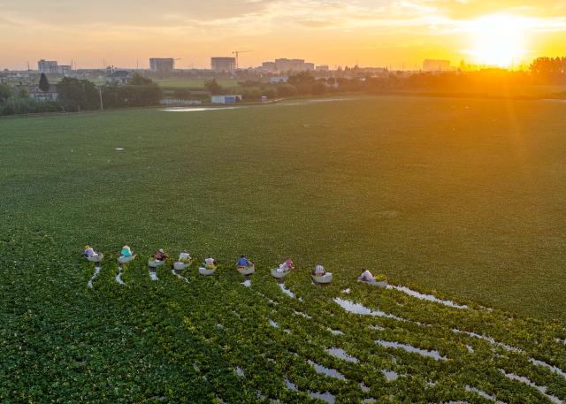 (260726) -- TAIZHOU, July 26, 2026 (Xinhua) -- An aerial drone photo taken on July 26, 2026 shows villagers picking water chestnuts in Taizhou, east China's Jiangsu Province. (Photo by Tang Dehong/Xinhua)