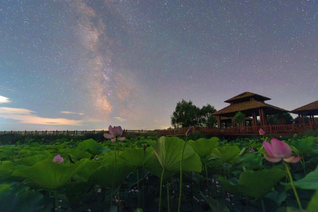 (260727) -- FUJIN, July 27, 2026 (Xinhua) -- This photo taken on July 16, 2026 shows the Milky Way over a pond of lotuses at the Fujin National Wetland Park in Fujin City, northeast China's Heilongjiang Province. Thanks to years of ecological restoration, the Fujin National Wetland Park now features a thriving ecosystem and breathtaking natural beauty. (Photo by Qu Yubao/Xinhua)