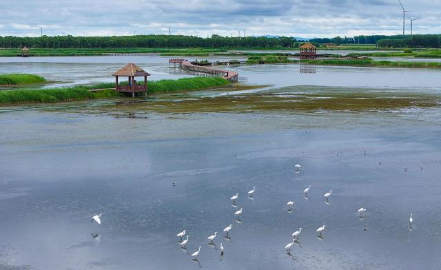 (260727) -- FUJIN, July 27, 2026 (Xinhua) -- A drone photo taken on July 26, 2026 shows water birds at the Fujin National Wetland Park in Fujin City, northeast China's Heilongjiang Province. Thanks to years of ecological restoration, the Fujin National Wetland Park now features a thriving ecosystem and breathtaking natural beauty. (Photo by Qu Yubao/Xinhua)