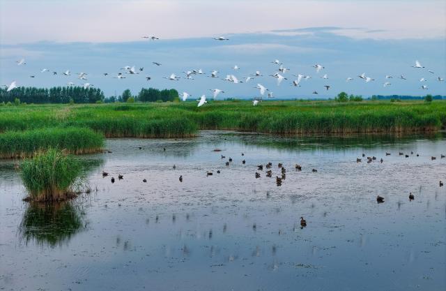 (260727) -- FUJIN, July 27, 2026 (Xinhua) -- A drone photo taken on July 12, 2026 shows water birds at the Fujin National Wetland Park in Fujin City, northeast China's Heilongjiang Province. Thanks to years of ecological restoration, the Fujin National Wetland Park now features a thriving ecosystem and breathtaking natural beauty. (Photo by Qu Yubao/Xinhua)