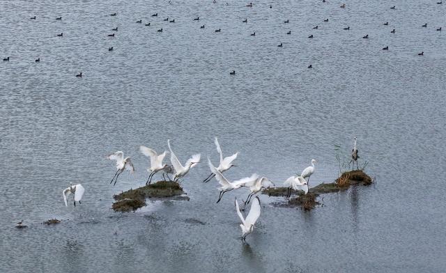 (260727) -- FUJIN, July 27, 2026 (Xinhua) -- A drone photo taken on July 26, 2026 shows water birds at the Fujin National Wetland Park in Fujin City, northeast China's Heilongjiang Province. Thanks to years of ecological restoration, the Fujin National Wetland Park now features a thriving ecosystem and breathtaking natural beauty. (Photo by Qu Yubao/Xinhua)