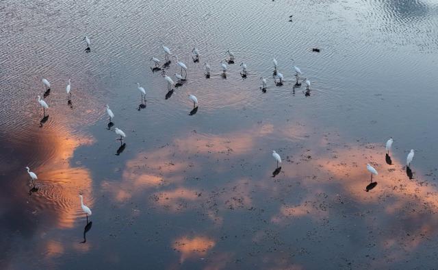 (260727) -- FUJIN, July 27, 2026 (Xinhua) -- A drone photo taken on July 16, 2026 shows water birds at the Fujin National Wetland Park in Fujin City, northeast China's Heilongjiang Province. Thanks to years of ecological restoration, the Fujin National Wetland Park now features a thriving ecosystem and breathtaking natural beauty. (Photo by Qu Yubao/Xinhua)