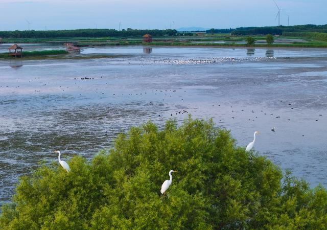 (260727) -- FUJIN, July 27, 2026 (Xinhua) -- A drone photo taken on July 22, 2026 shows water birds at the Fujin National Wetland Park in Fujin City, northeast China's Heilongjiang Province. Thanks to years of ecological restoration, the Fujin National Wetland Park now features a thriving ecosystem and breathtaking natural beauty. (Photo by Qu Yubao/Xinhua)